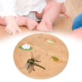 thumbnail image 1 of Life Cycle Board Science Realistic Educational Teaching Model Cognitive Toy dragonfly, 1 of 8