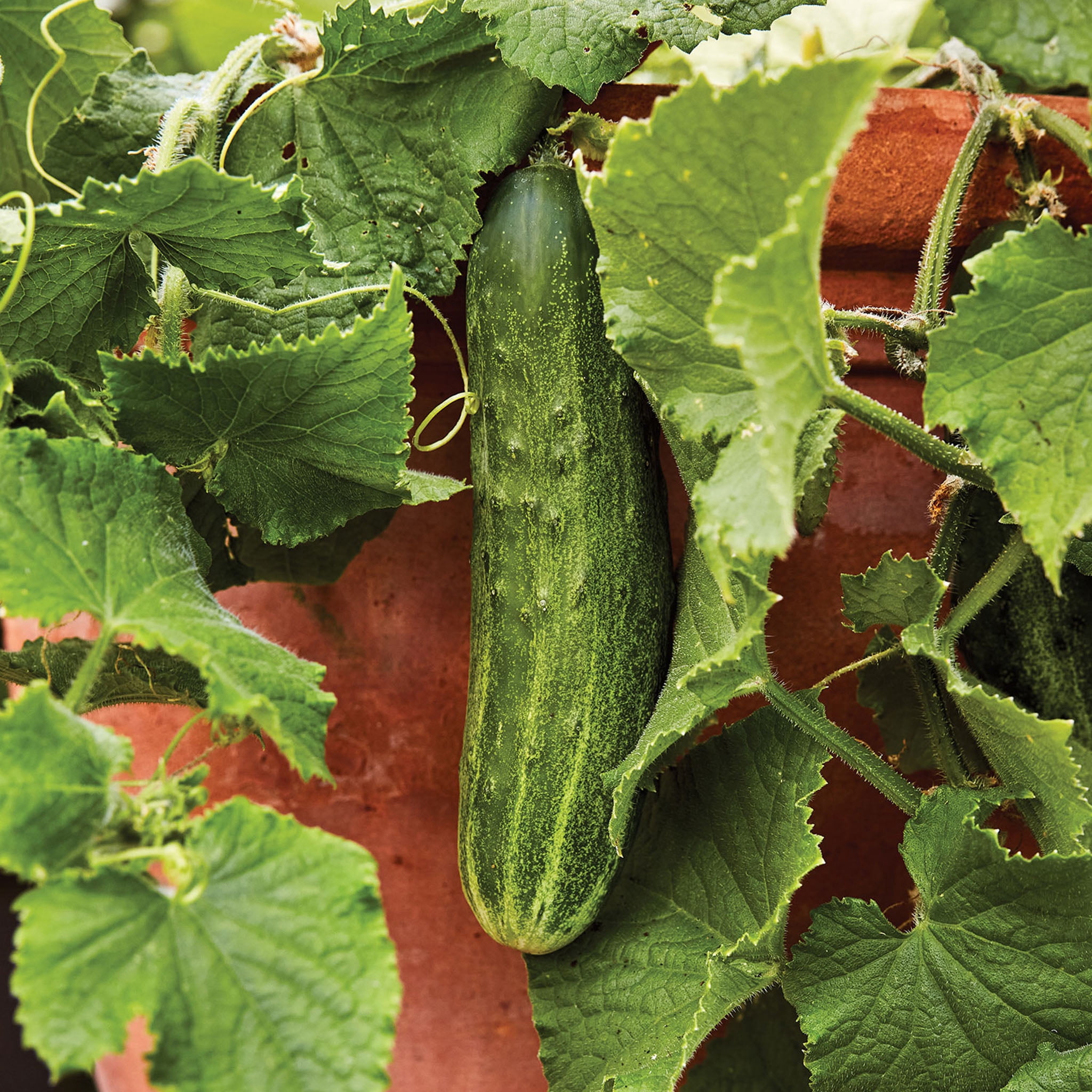 Burpee Bush Champion Concombre, Trancher