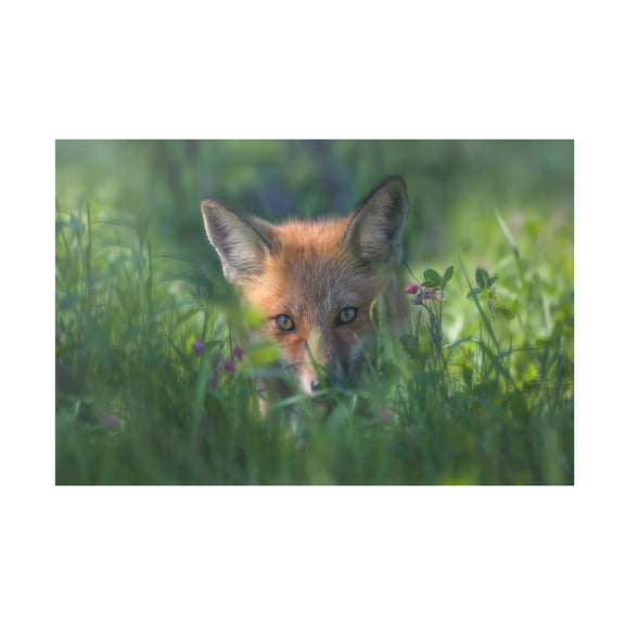 Larry Deng 'Red Fox 1' Canvas Art