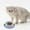 Gray, variant on FAMTKT Dog Bowls Love Puppy Bowl Cats Bowl Food Bowl Avoid-Knockover Pet Bowl Dog Cats Drinking Water Bowl Dog Feeding & Watering Supplies