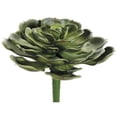 thumbnail image 2 of 5" Hen and Chicks Pick Green (Pack of 12), 2 of 2