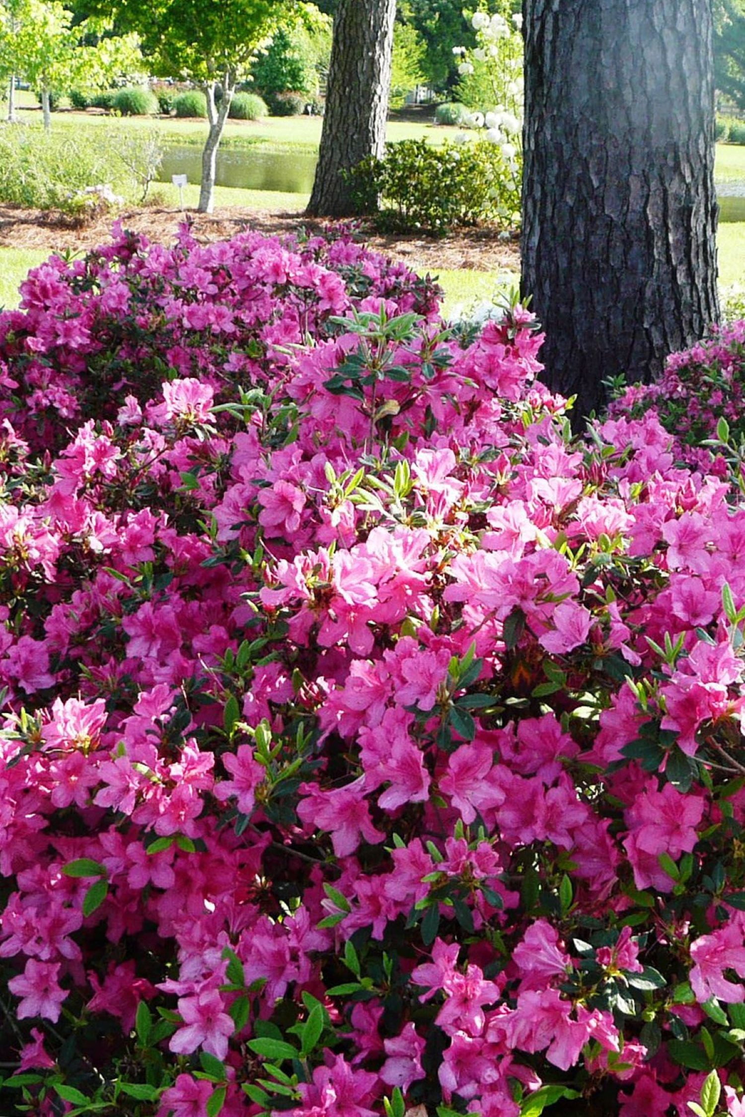 Encore Azalea Autumn Sangria Live Shrub in 2-Gallon Grower Pot