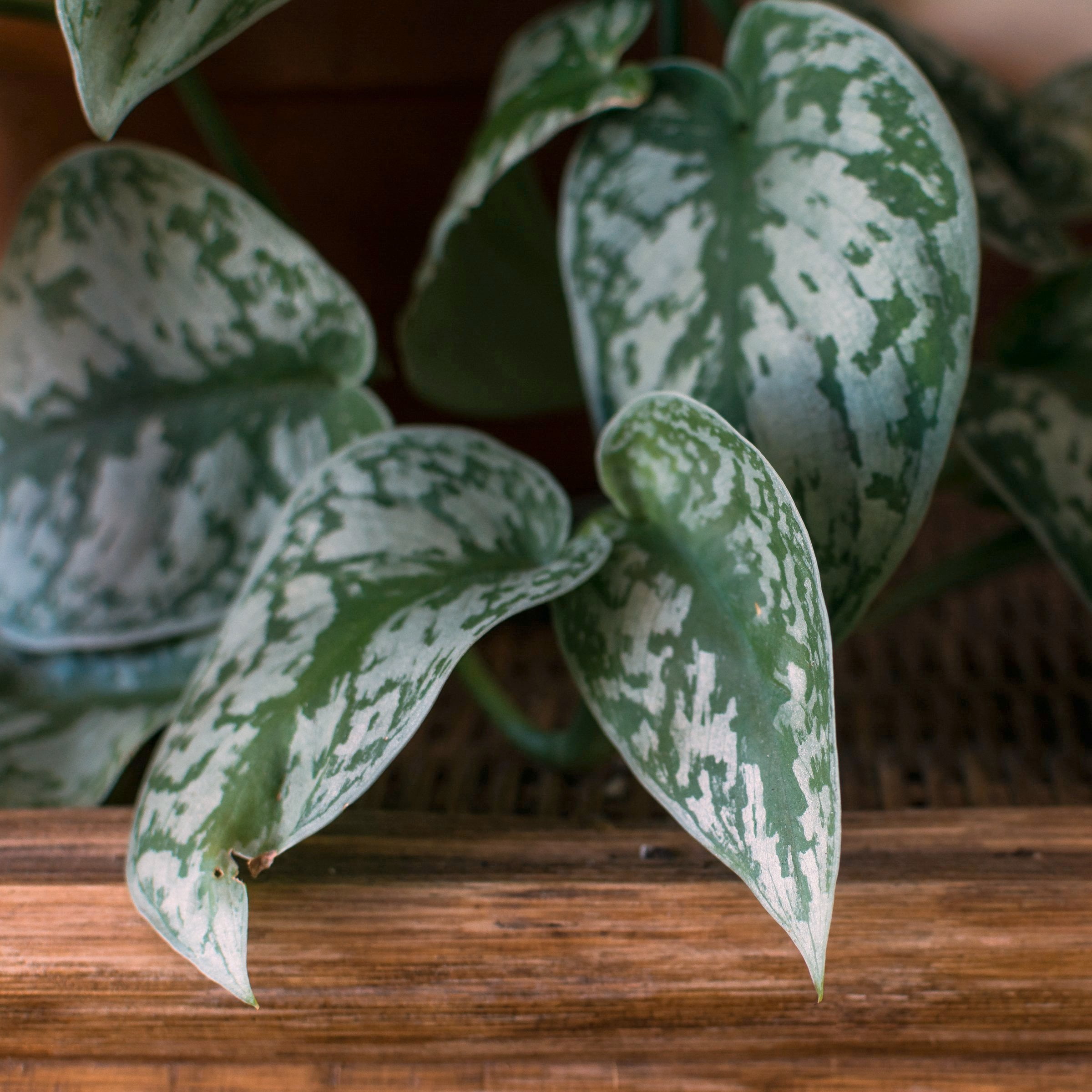 National Plant Network 5.5 in. Pothos Silvery Ann