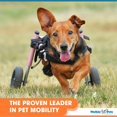 thumbnail image 4 of Walkin' Wheels Dog Wheelchair - Vet Approved - Small Dogs 11-25 Pounds, 4 of 7