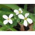 thumbnail image 2 of 2000 Graines de Radis Géant Cramoisi Raphanus Sativus Légumes, 2 of 2