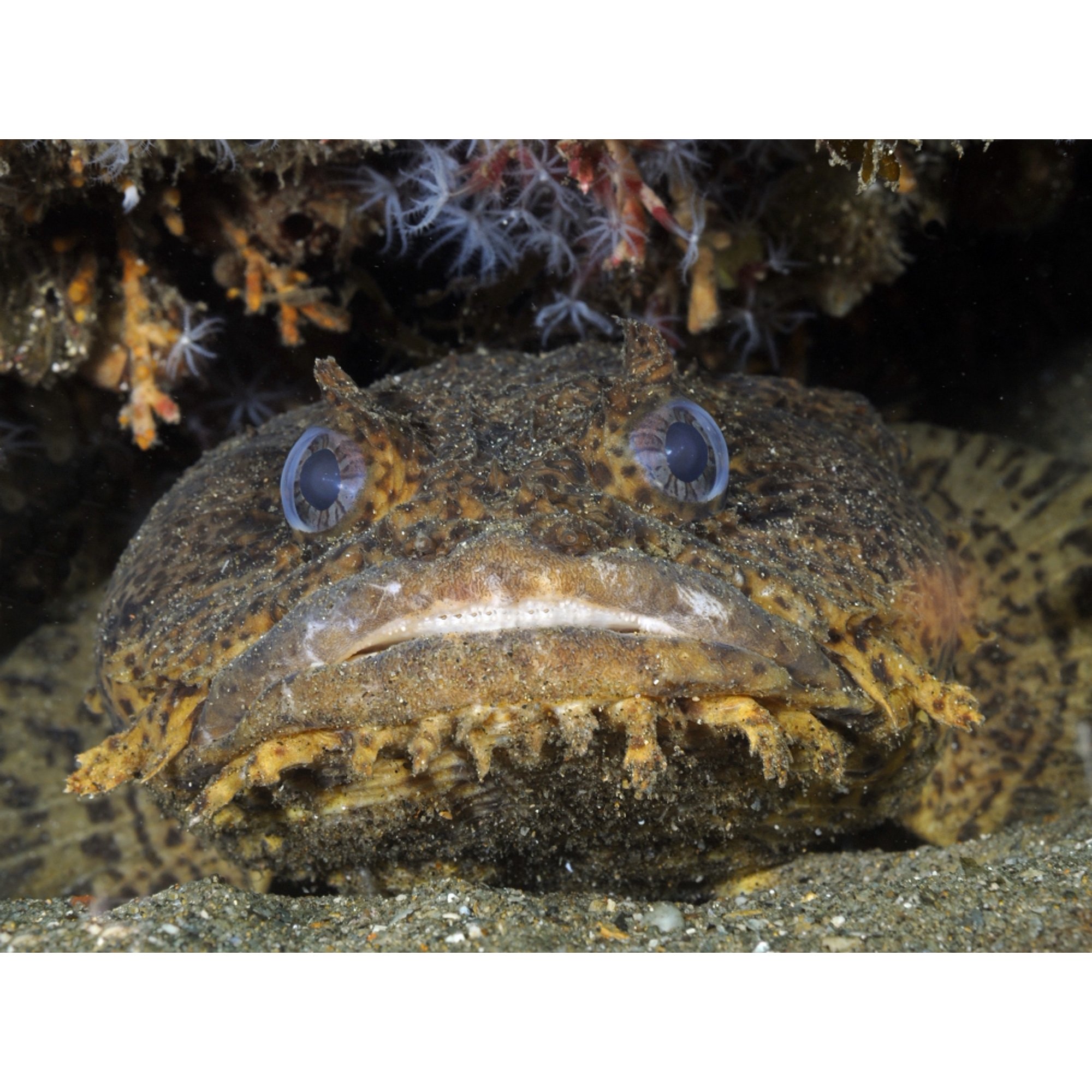 Oyster Toadfish Atlantic Ocean Canvas Art - Karen DoodyStocktrek Images (33 x 24)