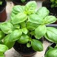 thumbnail image 2 of 1 Pot Basil Plant Live, Sweet Basil Live Plant, 2 Plants Per Pot, 4-6” Tall Fragrant Herb Plant, 2 of 6