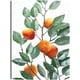 thumbnail image 1 of Cuadro Decorativo - Arbol de mandarina Jr  Impresión en canvas, estrechado, 1 of 1