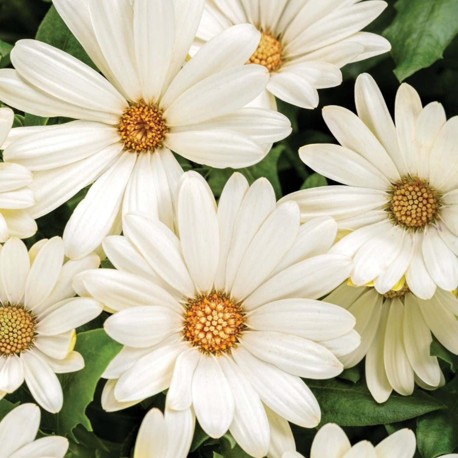 Proven Winners 4" Bright Lights White African Daisy Live Plant in 4.25" Pot (4 Count)