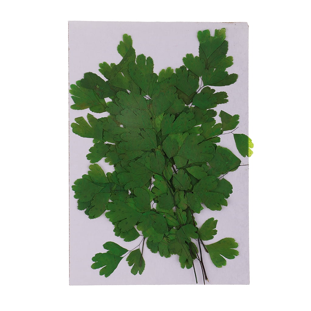 12 Pcs Real Press Dried Flower Leaves For Epoxy Resin Jewelry Making Crafts