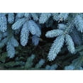 thumbnail image 1 of Frozen Pine Needles Poster Print by Natural Selection John Reddy, 36 x 24 - Large, 1 of 1