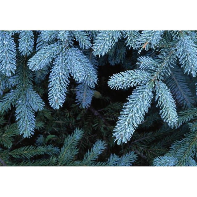 Frozen Pine Needles Poster Print by Natural Selection John Reddy, 36 x 24 - Large