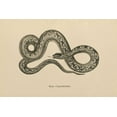 thumbnail image 2 of Wild Apple Portfolio 18x13 Gold Ornate Wood Framed with Double Matting Museum Art Print Titled - Vintage Boa Constrictor, 2 of 4