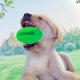 thumbnail image 4 of 1 Uds. Pelota de goma Natural para mascotas, juguetes vocalizadores para perros, perros grandes, resistente a mordeduras, limpieza de dientes, masticación, molienda de dientes, suministros para m, 4 of 5