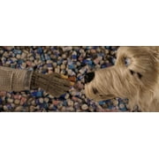 20th Century Studios - Isle of Dogs [DIGITAL VIDEO DISC]