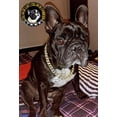 thumbnail image 2 of Collar Para Perro Cadena Cubana Dorada Todas Las Tallas, 2 of 7