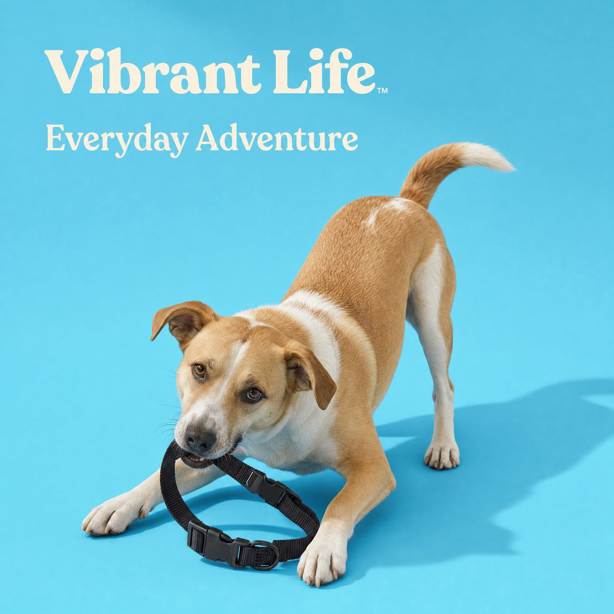 (2 pack) Vibrant Life Solid Polyester Adjustable Dog Collar, Black, Medium