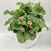 Proven Winner 1.5 GAL Multicolor Strawberry (1 pack) Grower pot