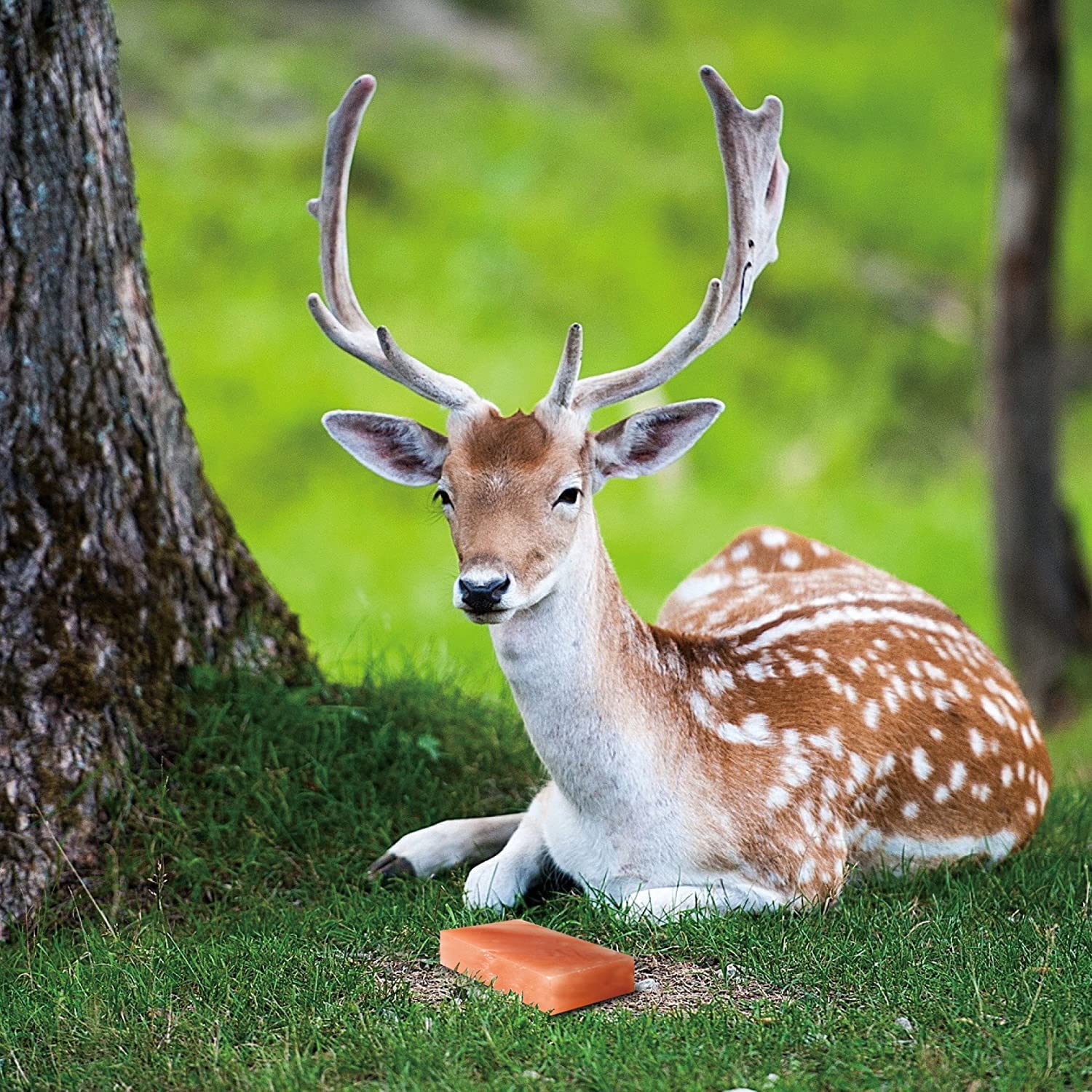 HIMALAYAN PINK SALT 84 Licking Salt Brick for Deer, Pink Rock Mineral Natural - pack of 2