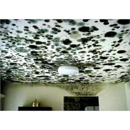 Getting Rid of Black Mold - eBook (Best Way To Get Rid Of Mold On Drywall)