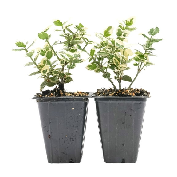 2 Emerald Gaiety Euonymus in 3.5" Nursery Cubes | Euonymus fortunei ‘Emerald Gaiety’ | Live Plants | Variegated Evergreen Shrub for Borders, Groundcover & Containers