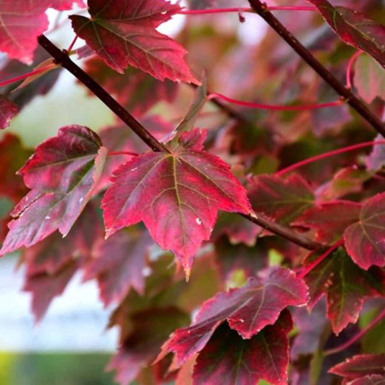 Expert Gardener 3-4' Burgandy Belle Maple Tree in 7 gal. Grower Pot