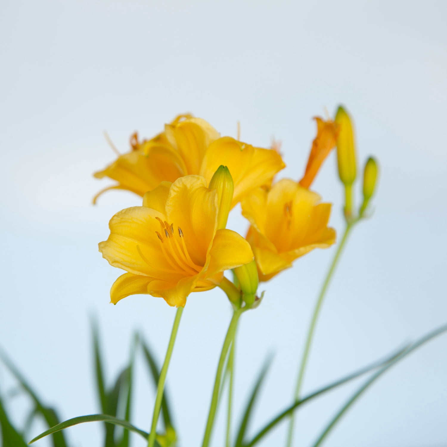 Expert Gardener Stella De Oro Daylily Live Outdoor Plant, 2.5 qt Grower Pot, Yellow Blooming Perennial, Full Sun