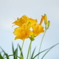 thumbnail image 3 of Expert Gardener Stella De Oro Daylily (2.5 Quart) Yellow Blooming Perennial - Full Sun Live Outdoor Plant, 3 of 9