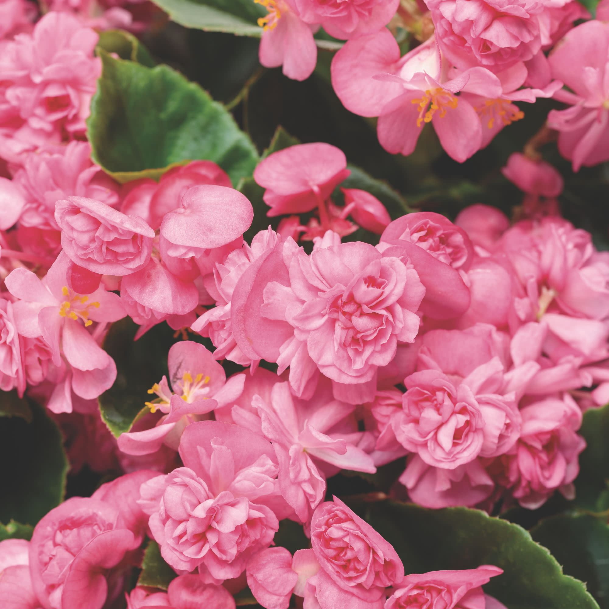 Proven Winners 4" Double Up Pink Begonia Live Plant in 4.25" Pot (4 Count)