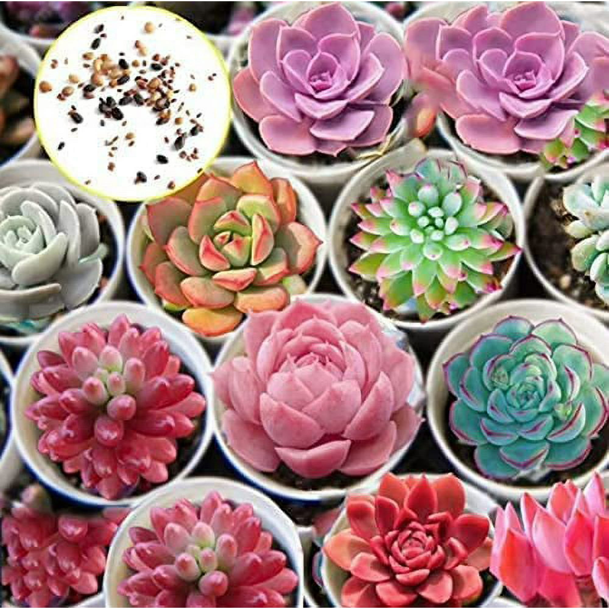 CZ Grain Hens and Chicks Cactus Succulent Seeds