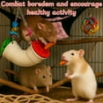 thumbnail image 6 of Foraging Plastic Toy with Hanging Treat Tube for Rats & Guinea Pigs, 6 of 6