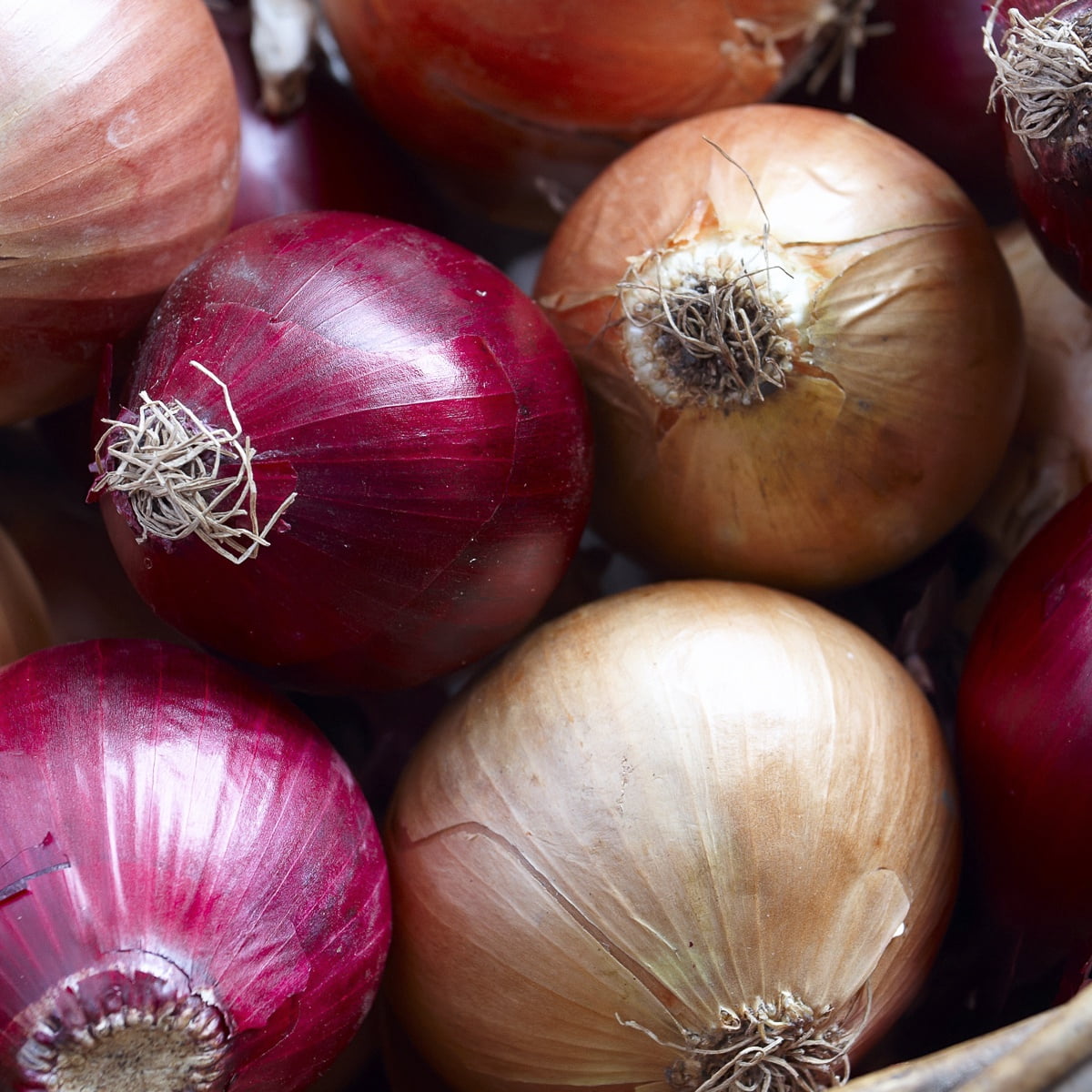 Van Zyverden Fresh Crop Onion Blend Set of 250 Bulbs White Full Sun