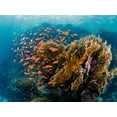 thumbnail image 2 of Ben Tov, Ilan 14x12 Black Ornate Wood Framed with Double Matting Museum Art Print Titled - Reefscape, 2 of 4