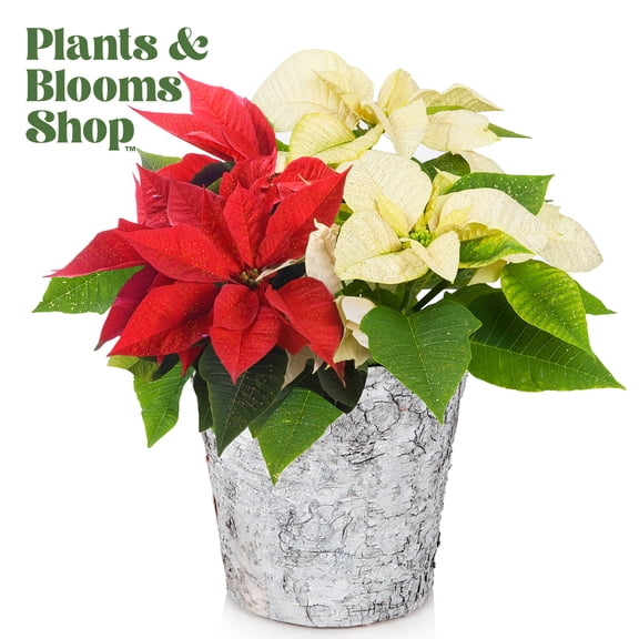 Plants and Blooms 14-16" Bi-Color Red and White Poinsettia Live Plant in 6" Birch Wood Pot with Bronze Glitter, House Plant