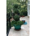 thumbnail image 3 of Bornbridge Artificial 4' Topiary Ball Tree - Boxwood - 2 Pack, 3 of 4