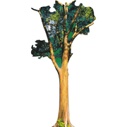 SP13153 Rainbow Eucalyptus Tree of Maui Cardboard Cutout Standee Standup