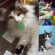 thumbnail image 3 of Muelles Espirales de Plástico ISMARTEN para Gato, 60 Unidades en Colores al Azar, 3 of 8