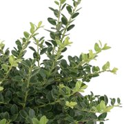 3 gal. Helleri Shrub