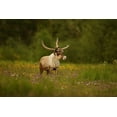 thumbnail image 2 of Gavra, Assaf 24x17 Gold Ornate Wood Framed with Double Matting Museum Art Print Titled - Caribou in grass land, 2 of 4