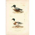 thumbnail image 2 of Remond, N. 13x18 Gold Ornate Wood Framed with Double Matting Museum Art Print Titled - Antique Duck Study II, 2 of 4