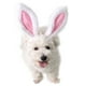 thumbnail image 2 of Diadema con orejas de conejo para mascotas, disfraz de cosplay para perros, gatos y cachorros, accesorio para el pelo para fiesta de Halloween, talla S, 2 of 7