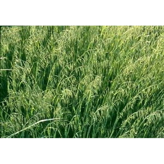 Harrison Oats Seed - 5 Lbs.