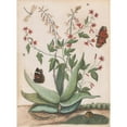thumbnail image 3 of Maria Monninckx 11x14 Black Modern Framed Museum Art Print Titled - Butterflies, a Snake and a Turtle Around a Flowering Agave (1620 - 1720), 3 of 5