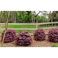 thumbnail image 2 of Loropetalum Ruby  1 Extra Large 3 Gallon Plant  Loropetalum Chinense 'Ruby'  Vibrant Garden Addition  Easy-Grow Foliage, 2 of 8