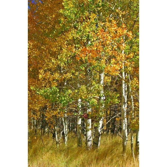 Hogan Forest I Wall Decal