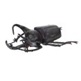 thumbnail image 3 of OULII Beetle Insect Model Simulation Beetle Model Realistic Beetle Shape PVC 1Set, 3 of 7