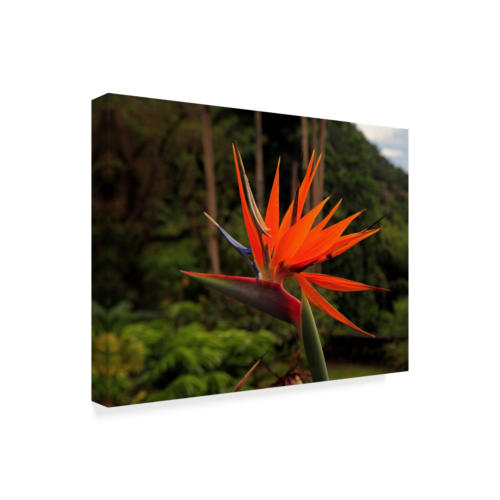 Trademark Fine Art 'Bird Of Paradise Red' Canvas Art by J.D. Mcfarlan