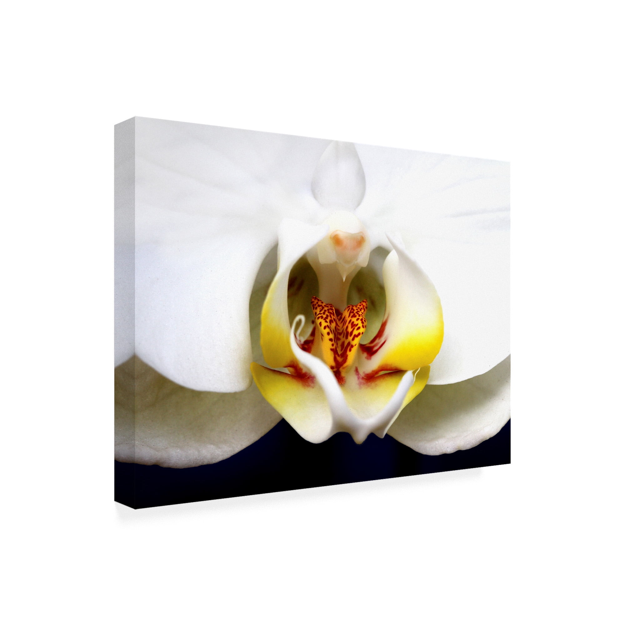 Trademark Fine Art 'Dove Orchid' Canvas Art by Dana Brett Munich