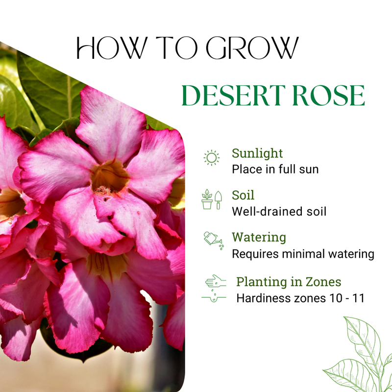 Pink Desert Rose Plant Live, Adenium Obesum Desert Rose, 4-8 Inc Tall, Perennia and Hardy Succulent for Indoor and Outdoor Planting