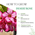 thumbnail image 3 of Pink Desert Rose Plant Live, Adenium Obesum Desert Rose, 4-8 Inc Tall, Perennia and Hardy Succulent for Indoor and Outdoor Planting, 3 of 5